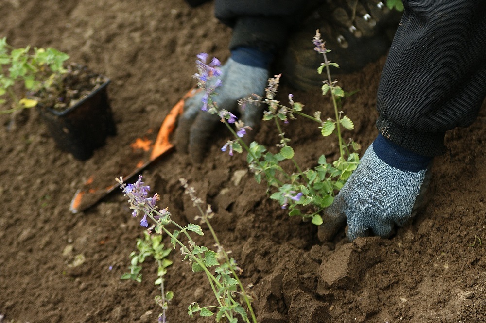 Iemand zet plantjes in de grond in een tuin.